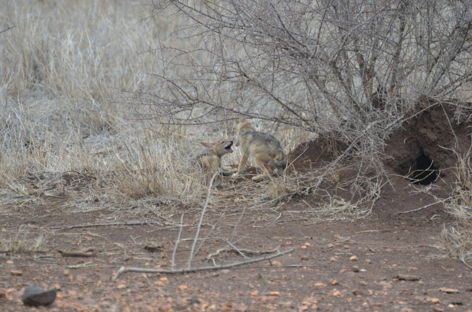 Photo of 5 nights in Kruger Park (Day 6-11) by Jeroen Borst