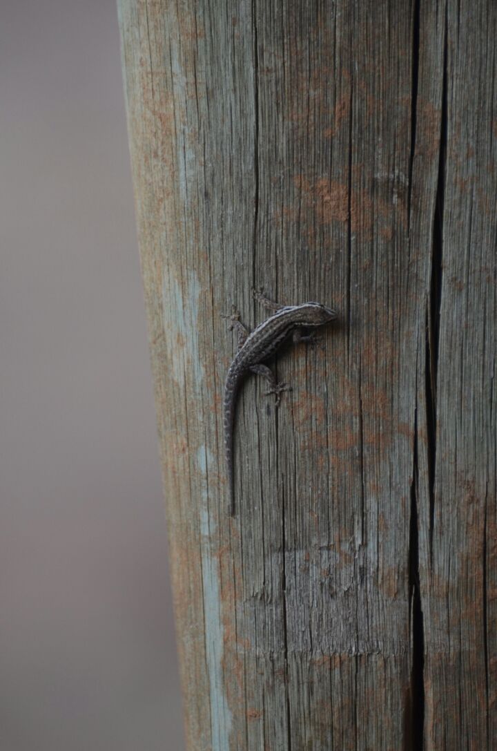 Photo of 5 nights in Kruger Park (Day 6-11) by Jeroen Borst