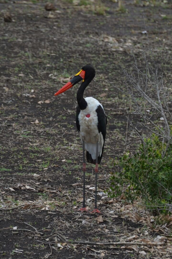 Photo of 5 nights in Kruger Park (Day 6-11) by Jeroen Borst