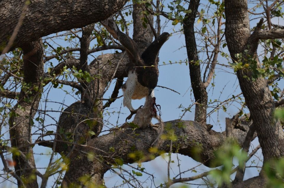 Photo of 5 nights in Kruger Park (Day 6-11) by Jeroen Borst