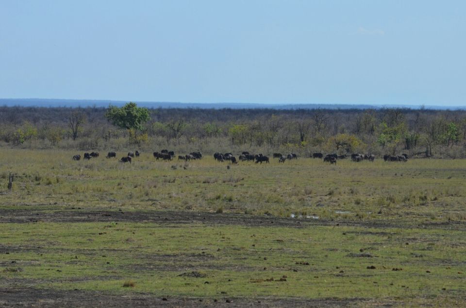 Photo of 5 nights in Kruger Park (Day 6-11) by Jeroen Borst