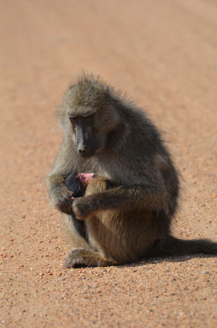 Photo of 5 nights in Kruger Park (Day 6-11) by Jeroen Borst