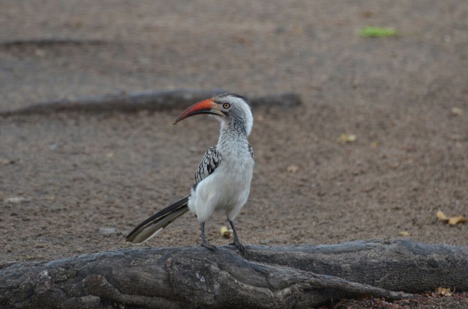 Photo of 5 nights in Kruger Park (Day 6-11) by Jeroen Borst