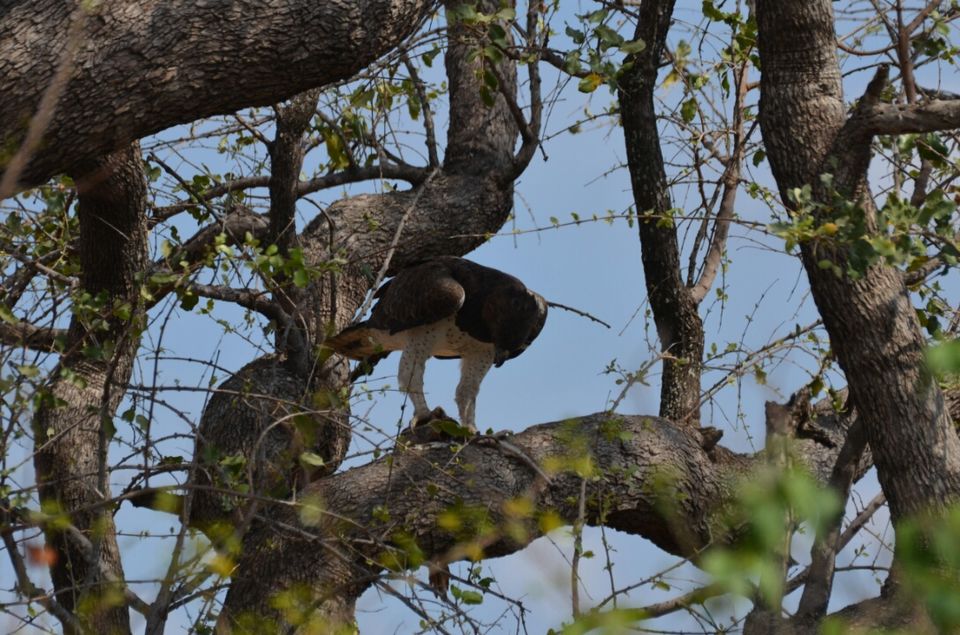 Photo of 5 nights in Kruger Park (Day 6-11) by Jeroen Borst