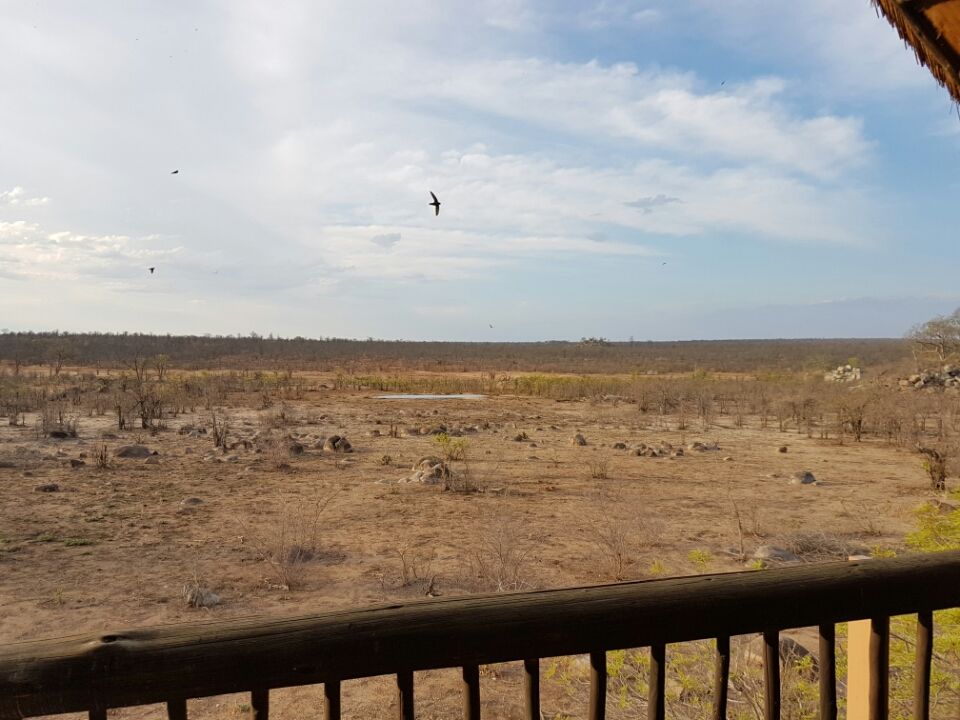 Photo of 5 nights in Kruger Park (Day 6-11) by Jeroen Borst