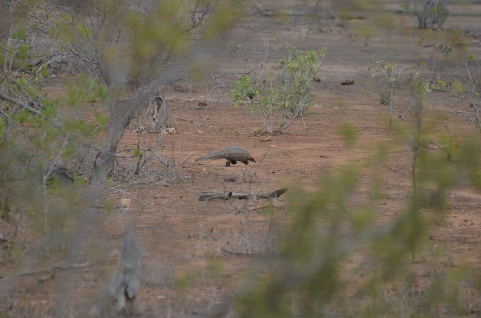 Photo of 5 nights in Kruger Park (Day 6-11) by Jeroen Borst
