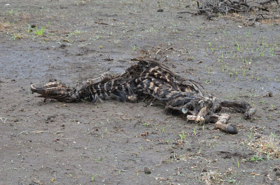 Photo of 5 nights in Kruger Park (Day 6-11) by Jeroen Borst