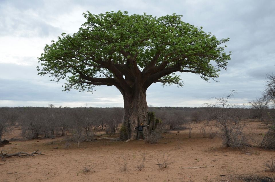 Photo of 5 nights in Kruger Park (Day 6-11) by Jeroen Borst
