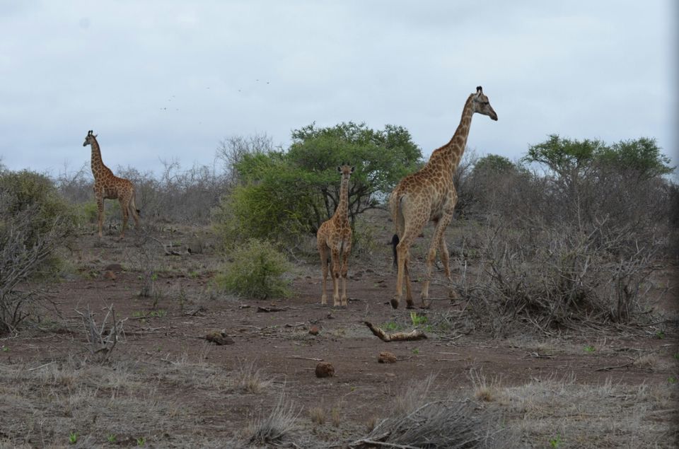 Photo of 5 nights in Kruger Park (Day 6-11) by Jeroen Borst
