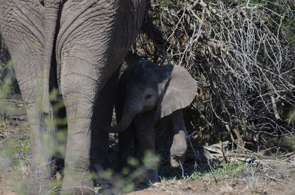 Photo of 5 nights in Kruger Park (Day 6-11) by Jeroen Borst