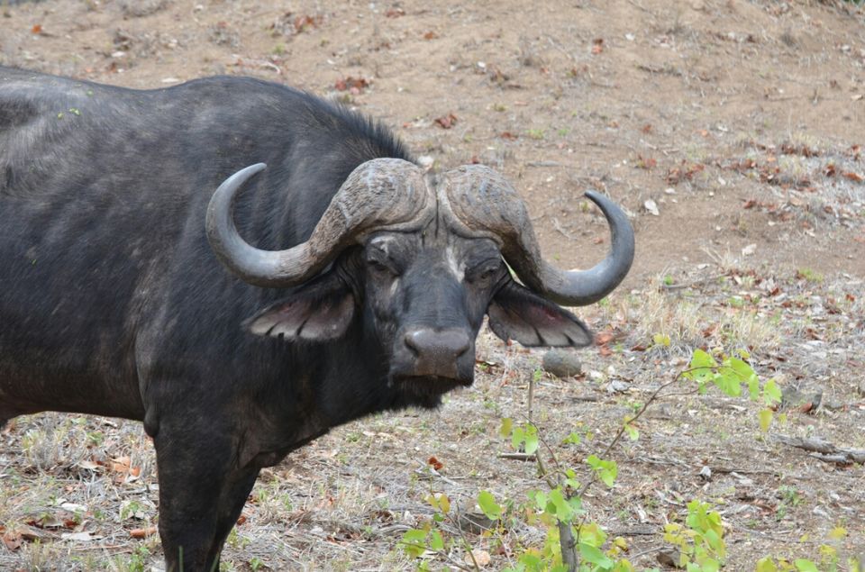 Photo of 5 nights in Kruger Park (Day 6-11) by Jeroen Borst
