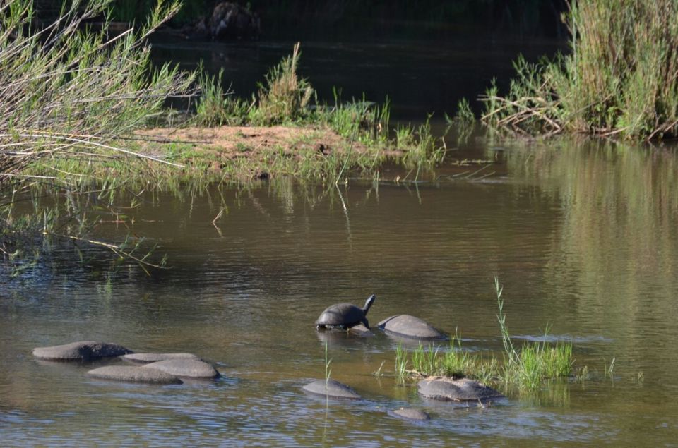 Photo of 5 nights in Kruger Park (Day 6-11) by Jeroen Borst