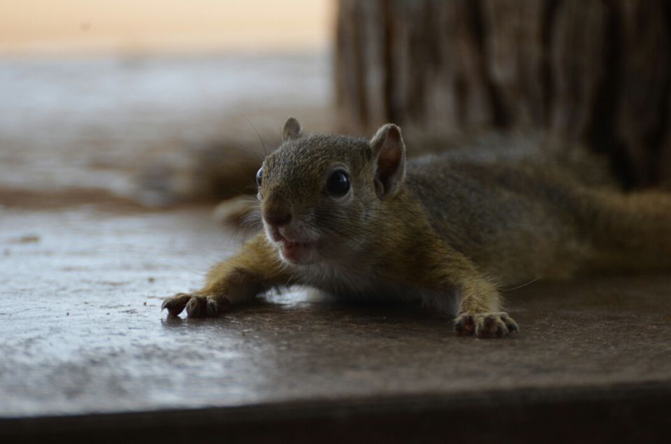 Photo of 5 nights in Kruger Park (Day 6-11) by Jeroen Borst