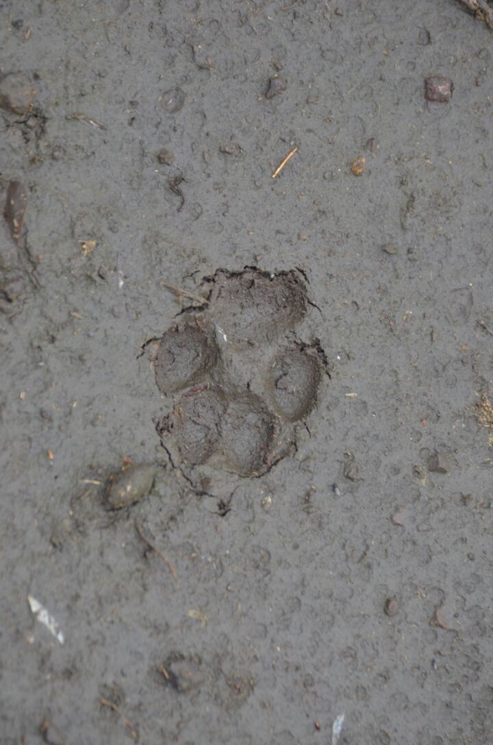 Photo of 5 nights in Kruger Park (Day 6-11) by Jeroen Borst
