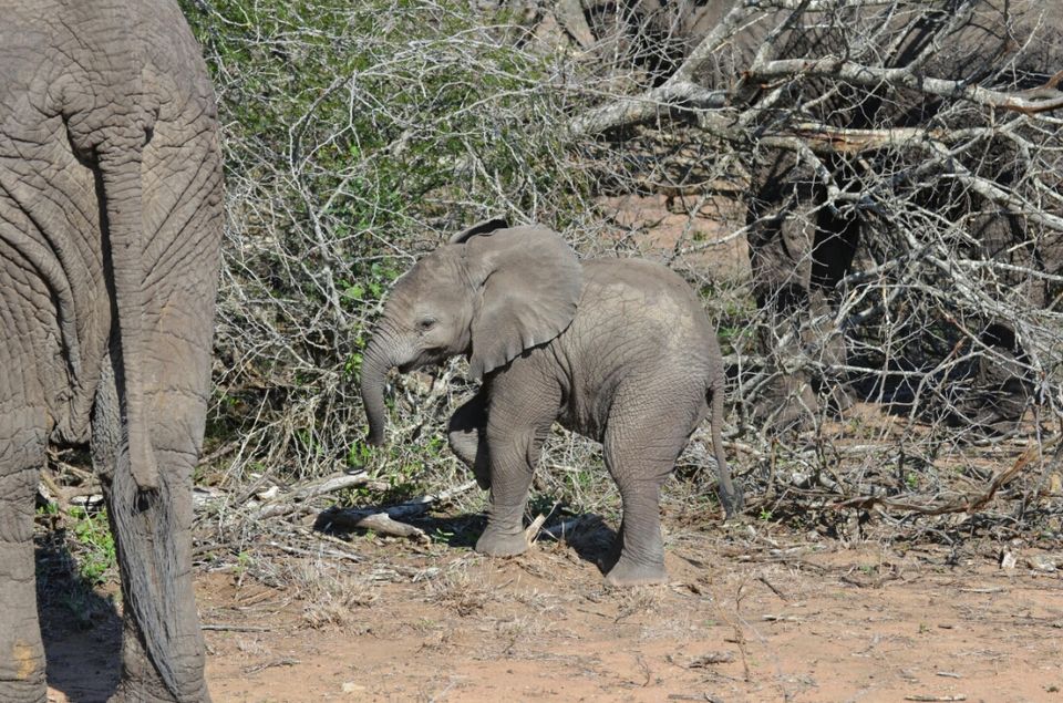 Photo of 5 nights in Kruger Park (Day 6-11) by Jeroen Borst