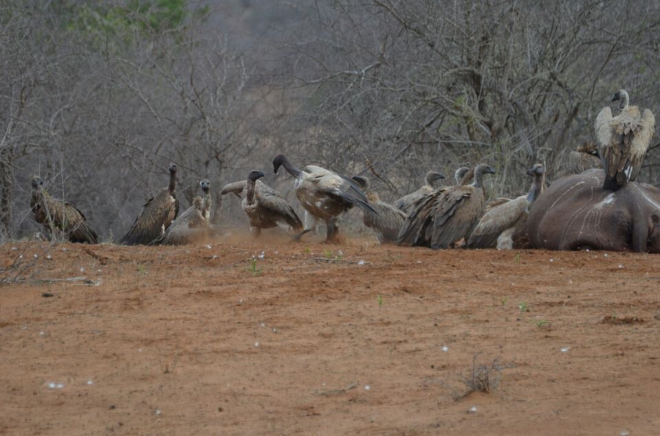 Photo of 5 nights in Kruger Park (Day 6-11) by Jeroen Borst