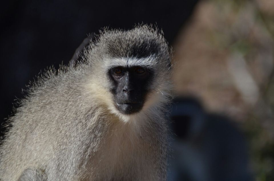 Photo of 5 nights in Kruger Park (Day 6-11) by Jeroen Borst