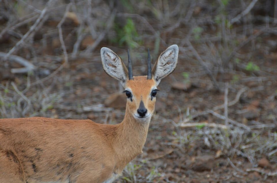 Photo of 5 nights in Kruger Park (Day 6-11) by Jeroen Borst