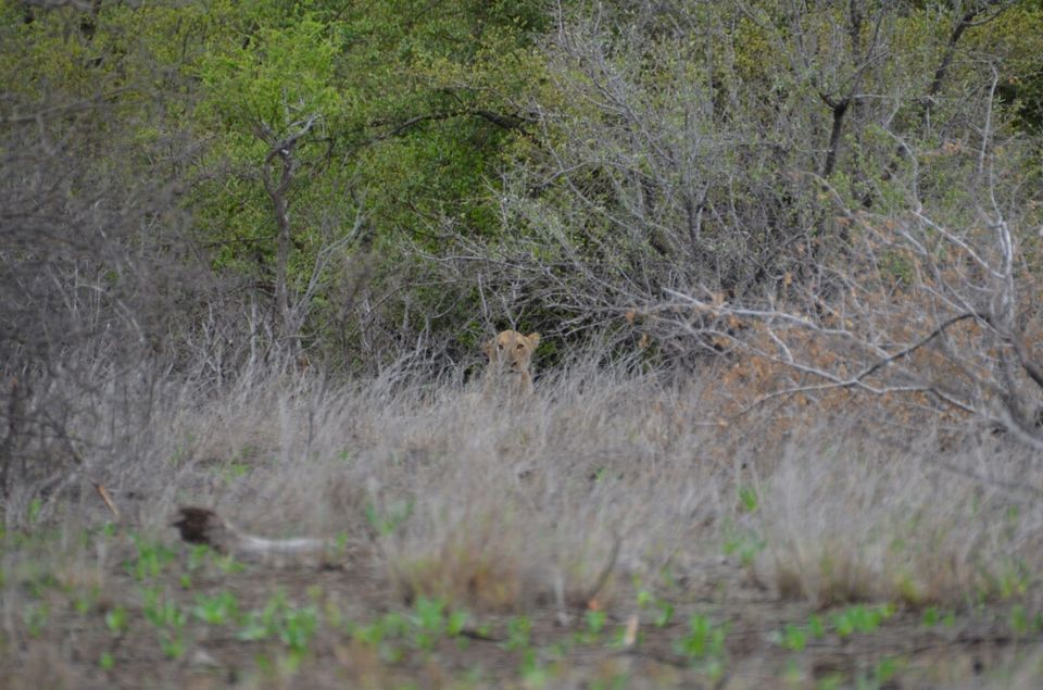 Photo of 5 nights in Kruger Park (Day 6-11) by Jeroen Borst
