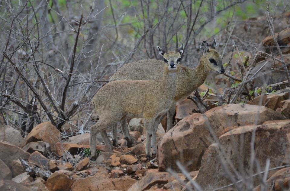 Photo of 5 nights in Kruger Park (Day 6-11) by Jeroen Borst