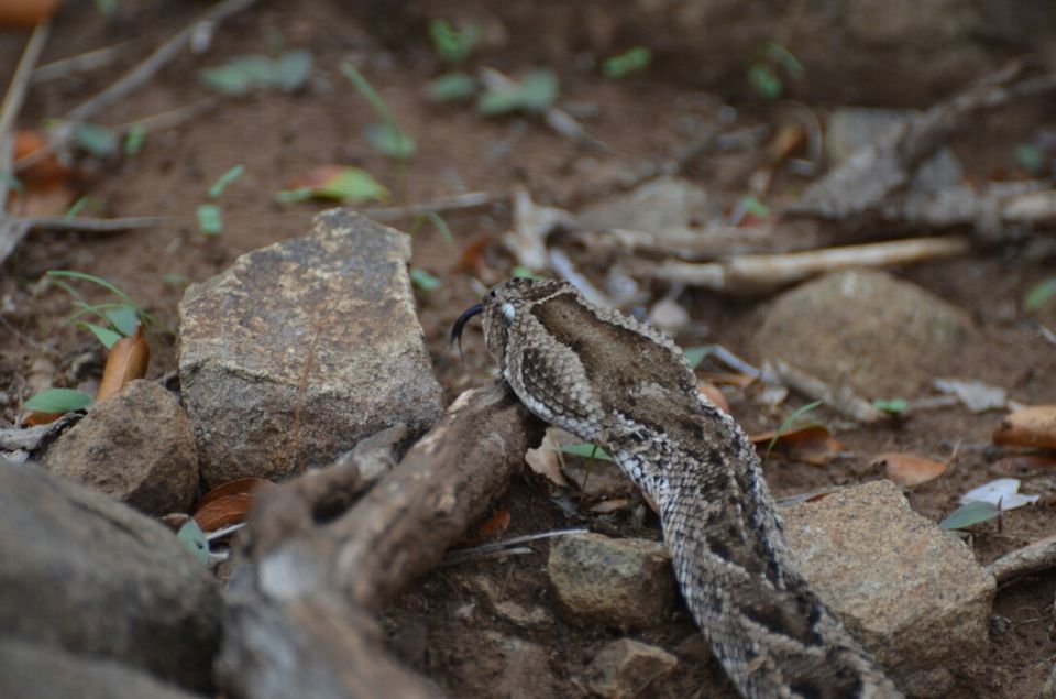 Photo of 5 nights in Kruger Park (Day 6-11) by Jeroen Borst