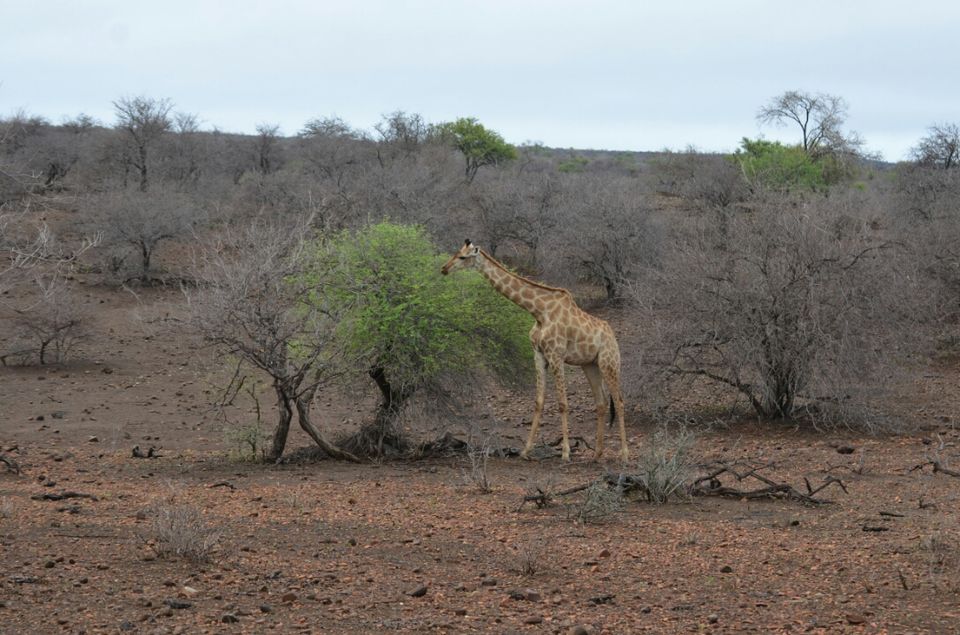 Photo of 5 nights in Kruger Park (Day 6-11) by Jeroen Borst