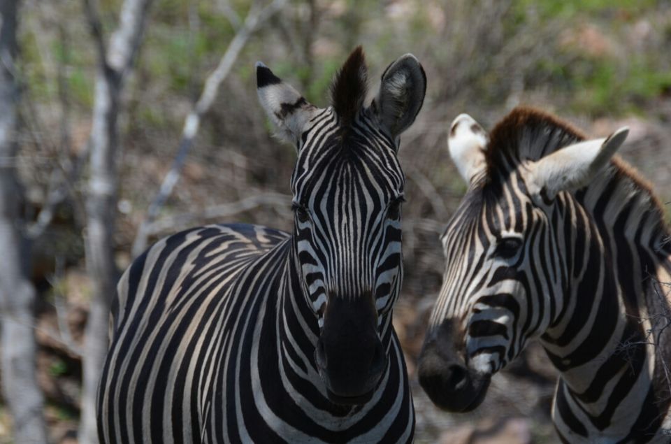 Photo of Kruger Park (Day 12 & 13) by Jeroen Borst
