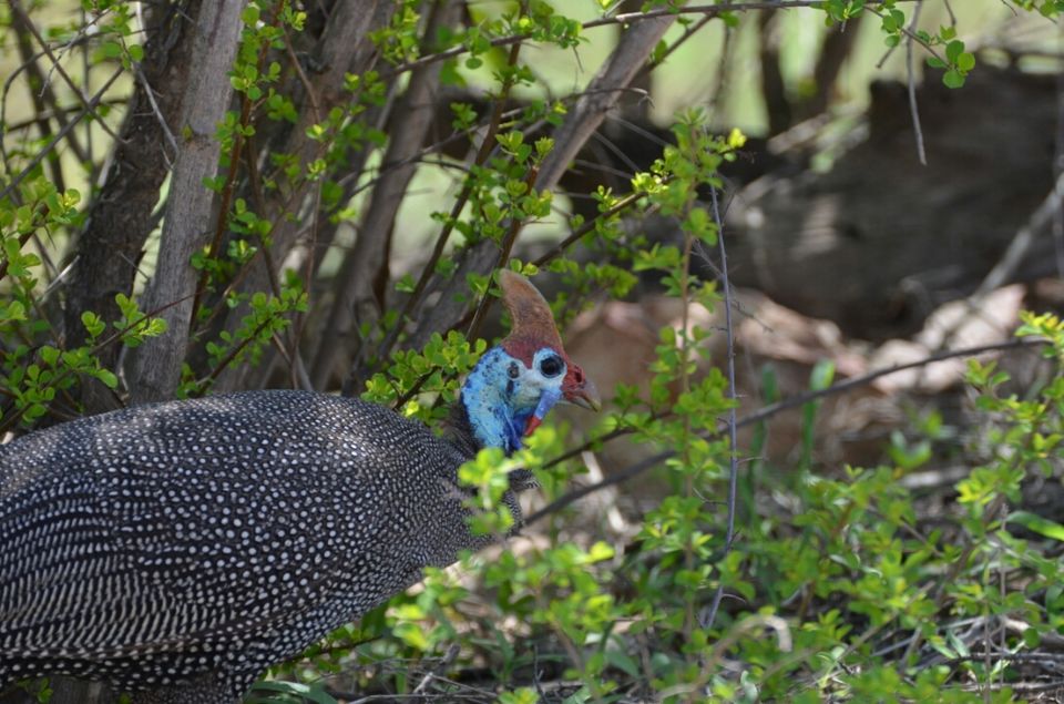 Photo of Kruger Park (Day 12 & 13) by Jeroen Borst