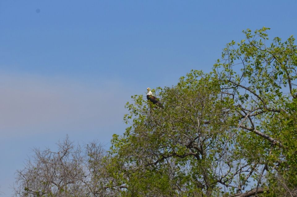 Photo of Kruger Park (Day 12 & 13) by Jeroen Borst