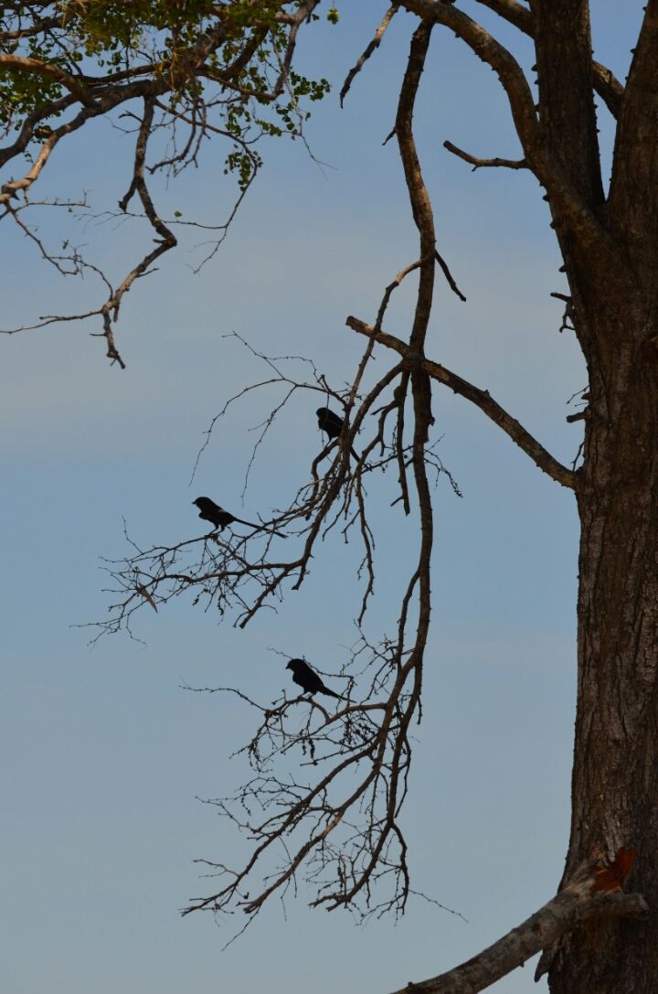 Photo of Kruger Park (Day 12 & 13) by Jeroen Borst