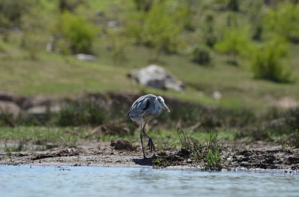 Photo of Kruger Park (Day 12 & 13) by Jeroen Borst