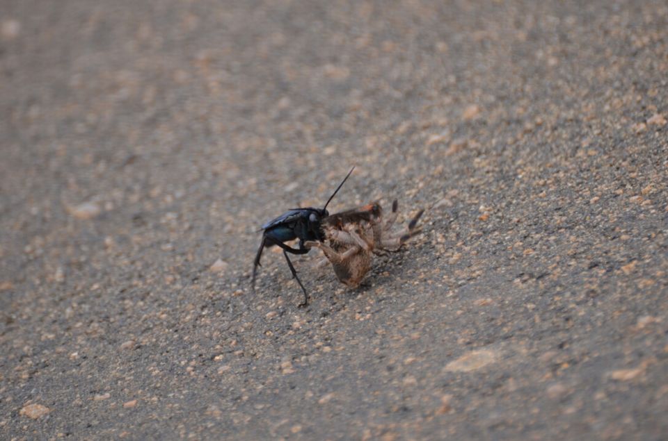 Photo of Kruger Park (Day 12 & 13) by Jeroen Borst