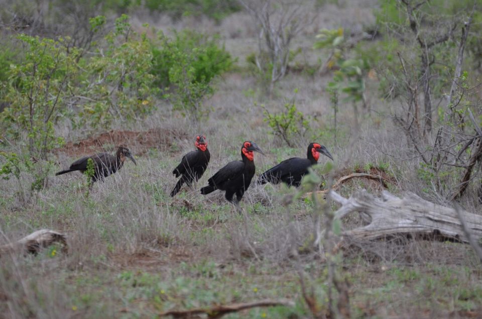 Photo of Kruger Park (Day 12 & 13) by Jeroen Borst