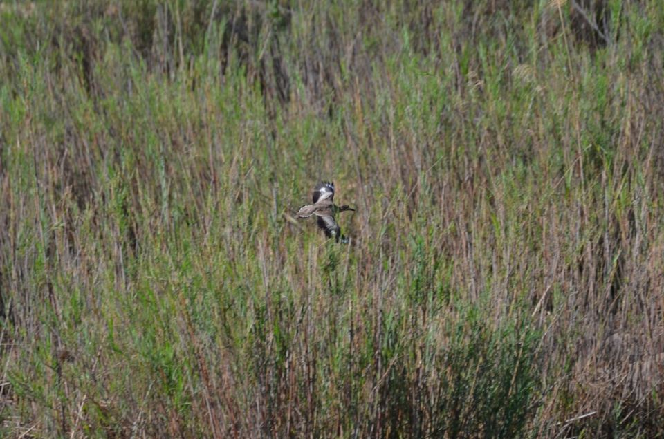 Photo of Kruger Park (Day 12 & 13) by Jeroen Borst