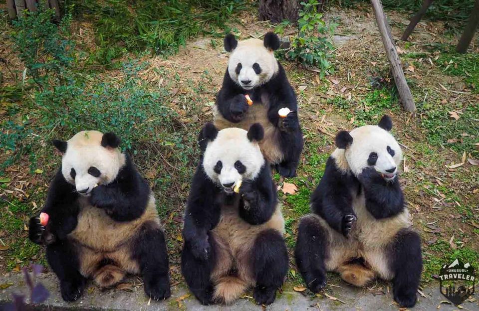 Photo of Chengdu: Home of the Giant Panda. by Christian E Lindgren