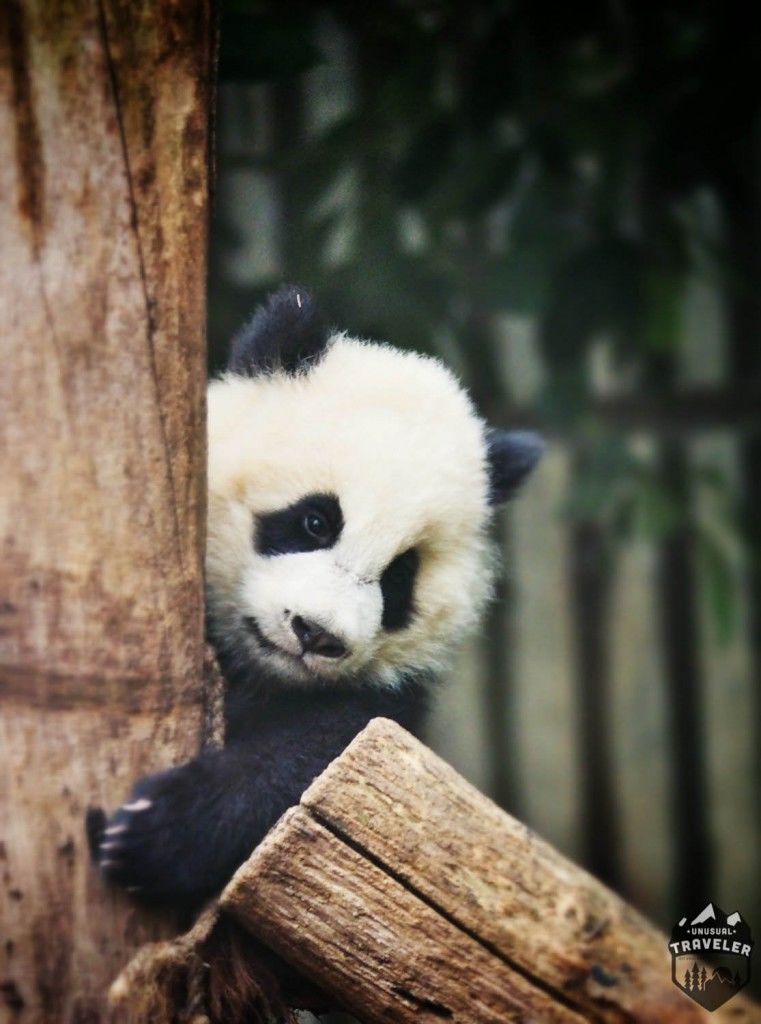 Photo of Chengdu: Home of the Giant Panda. by Christian E Lindgren