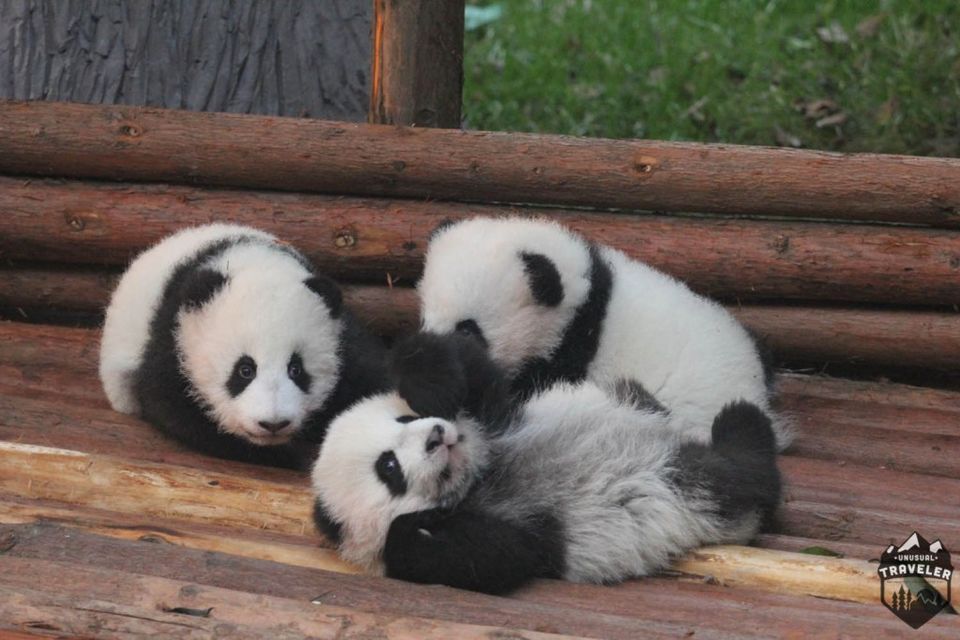 Photo of Chengdu: Home of the Giant Panda. by Christian E Lindgren