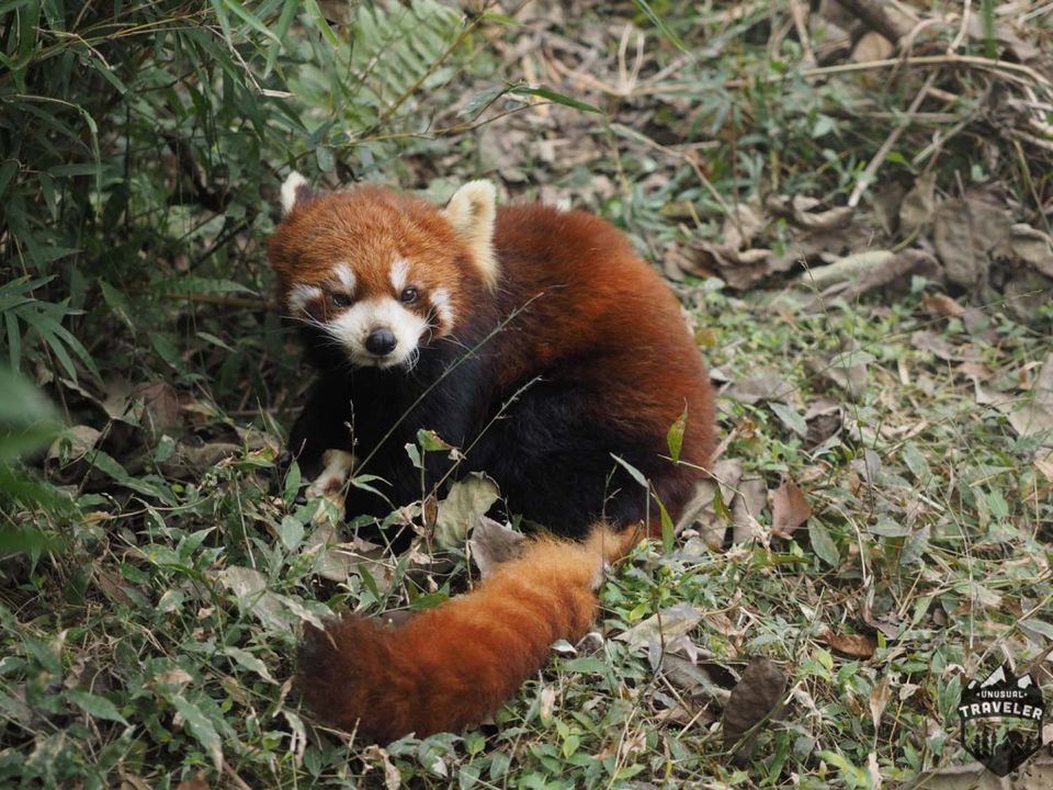 Photo of Chengdu: Home of the Giant Panda. by Christian E Lindgren