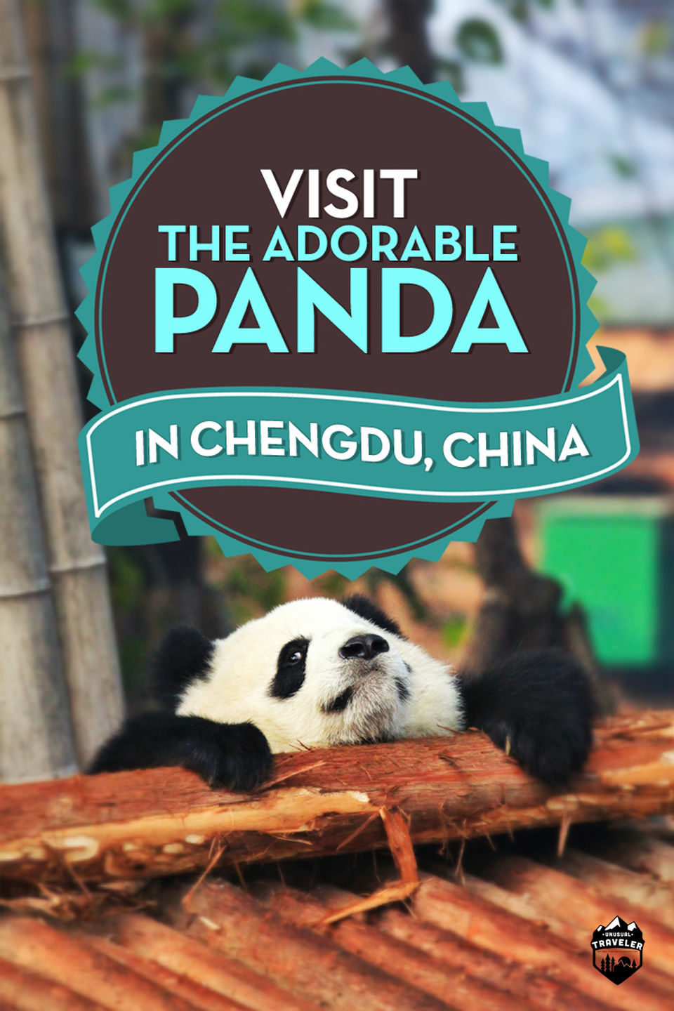 Photo of Chengdu: Home of the Giant Panda. by Christian E Lindgren