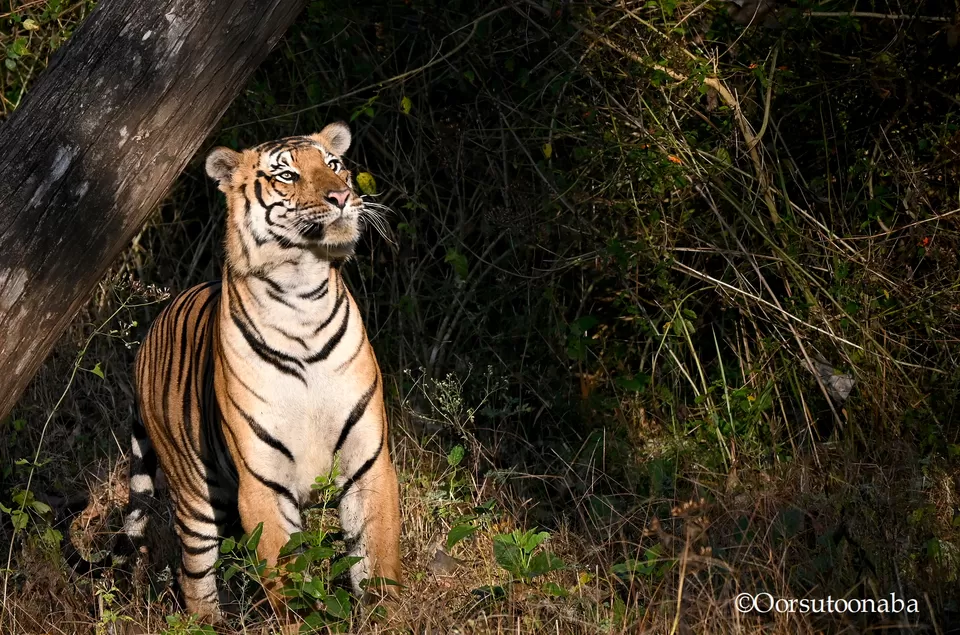 Photo of Chasing Tigers in Kabini by Rj