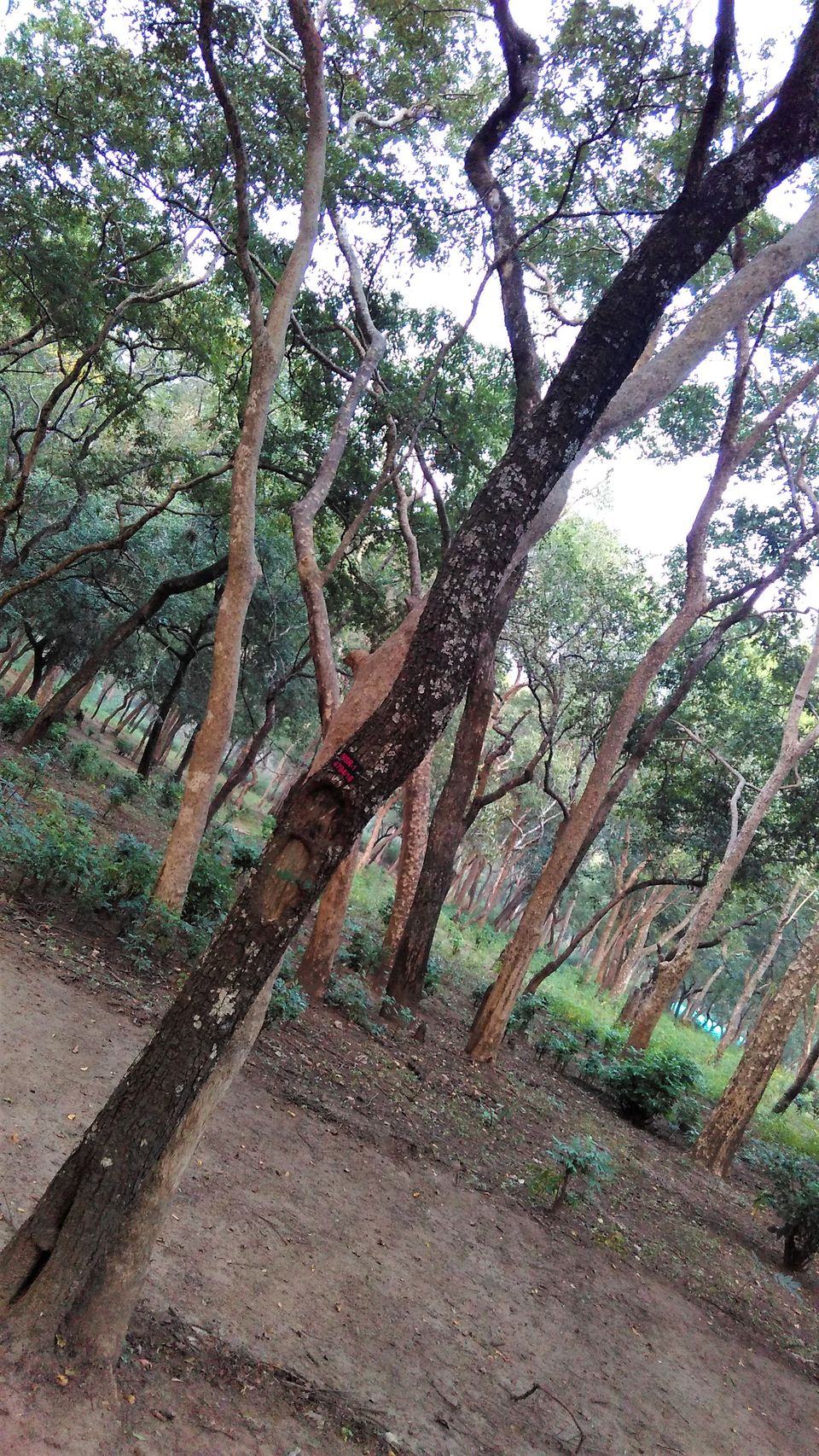 Photo of Sandalwood Forest, Marayoor, Kerala, India by Nithin S P