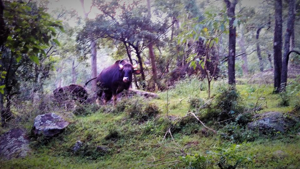 Photo of Sandalwood Forest, Marayoor, Kerala, India by Nithin S P