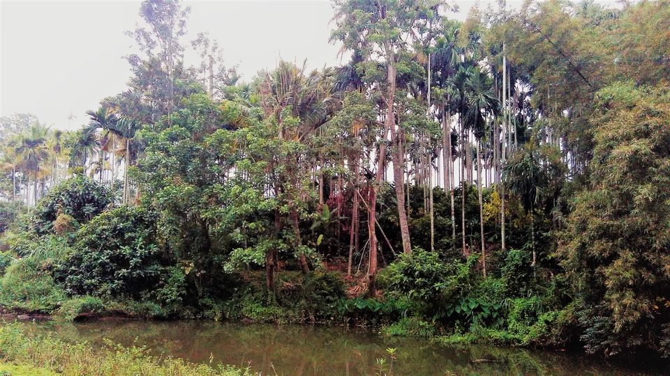 Photo of Munnar and Marayoor - Its all about Greenery by Nithin S P
