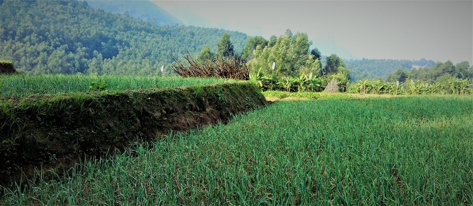 Photo of Munnar and Marayoor - Its all about Greenery by Nithin S P