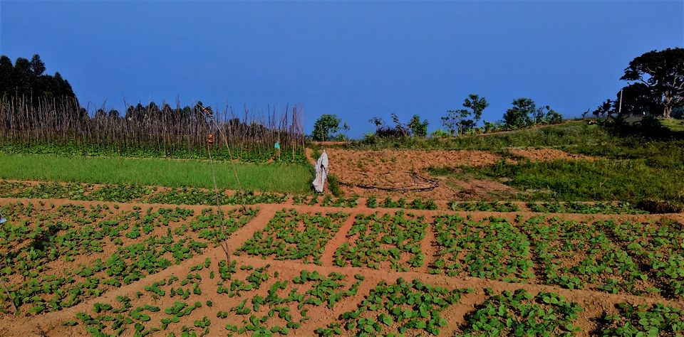 Photo of Munnar and Marayoor - Its all about Greenery by Nithin S P