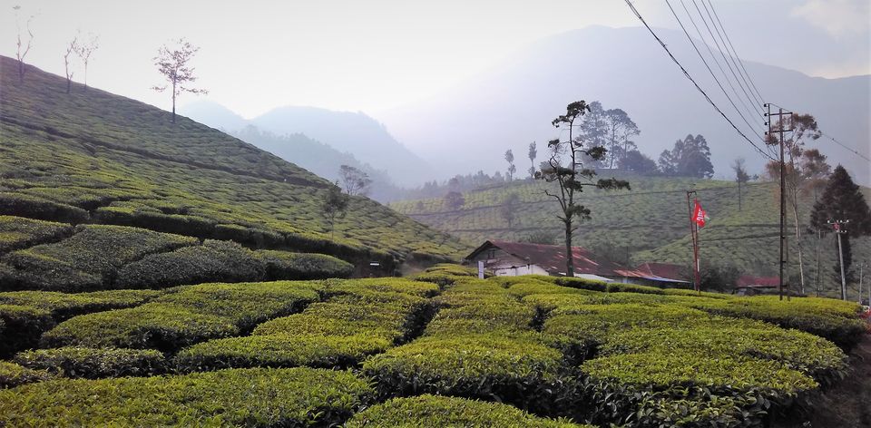 Photo of Munnar and Marayoor - Its all about Greenery by Nithin S P