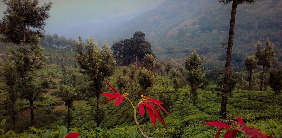 Photo of Munnar and Marayoor - Its all about Greenery by Nithin S P