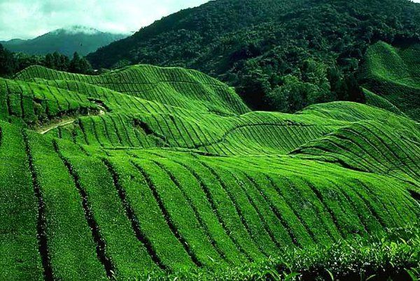 Photo of 3 must-visit camping sites in Malaysia 2/3 by Aman Verma