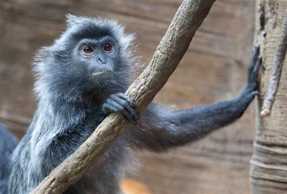 Photo of Visit Kuala Selangor - The Land of Fireflies, Seafood and Monkeys 4/6 by Aman Verma