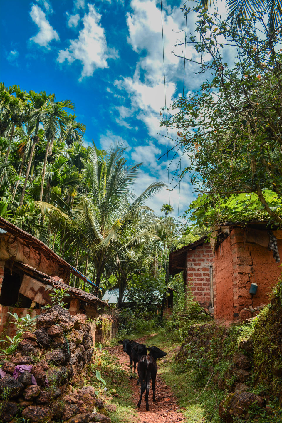 Photo of Halakki Vokkaliga #offbeatgetaway 6/10 by Havana Gowda